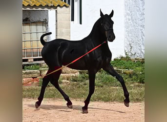 Menorquin, Ogier, 1 Rok, 163 cm, Kara