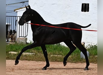 Menorquin, Ogier, 1 Rok, 163 cm, Kara
