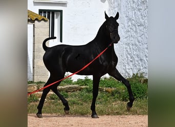 Menorquin, Ogier, 1 Rok, 163 cm, Kara