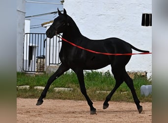 Menorquin, Ogier, 1 Rok, 163 cm, Kara
