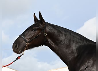 Menorquin, Ogier, 1 Rok, 163 cm, Kara
