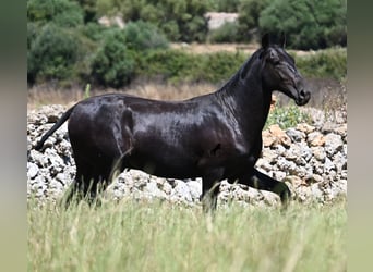 Menorquin, Ogier, 1 Rok, 165 cm, Kara