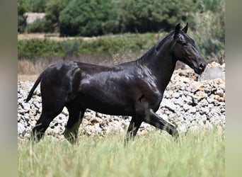 Menorquin, Ogier, 1 Rok, 165 cm, Kara