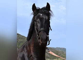 Menorquin, Ogier, 2 lat, 159 cm, Kara