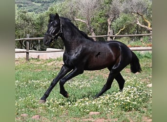 Menorquin, Ogier, 2 lat, 159 cm, Kara