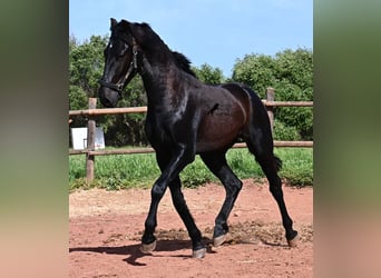 Menorquin, Ogier, 2 lat, 159 cm, Kara