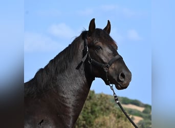 Menorquin, Ogier, 2 lat, 160 cm, Kara