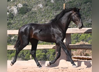 Menorquin, Ogier, 2 lat, 160 cm, Kara