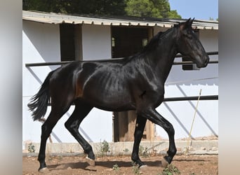 Menorquin, Ogier, 2 lat, 163 cm, Kara