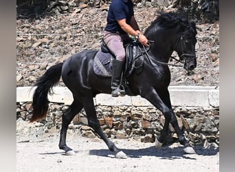 Menorquin, Ogier, 3 lat, 157 cm, Kara