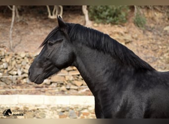 Menorquin, Ogier, 3 lat, 158 cm, Kara