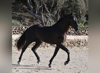 Menorquin, Ogier, 3 lat, 164 cm, Kara