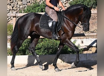 Menorquin, Ogier, 3 lat, 164 cm, Kara
