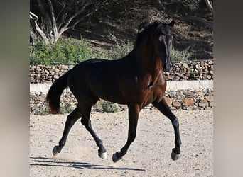 Menorquin, Ogier, 3 lat, 164 cm, Kara
