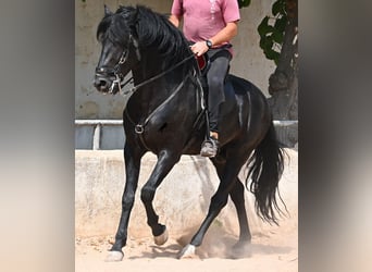 Menorquin, Ogier, 4 lat, 165 cm, Kara
