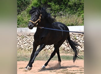 Menorquin, Ogier, 4 lat, 165 cm, Kara