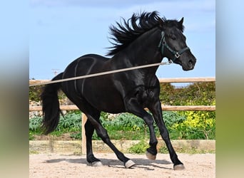 Menorquin, Ogier, 5 lat, 162 cm