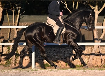 Menorquin, Ogier, 5 lat, 169 cm, Kara