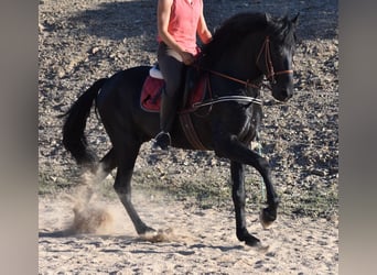 Menorquin, Ogier, 6 lat, 159 cm, Kara