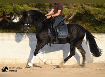 Menorquin, Ogier, 7 lat, 158 cm, Kara