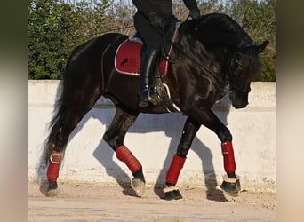 Menorquin, Ogier, 9 lat, 174 cm, Kara