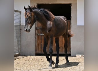 Menorquin, Ogier, Źrebak (01/2026), 166 cm, Kara