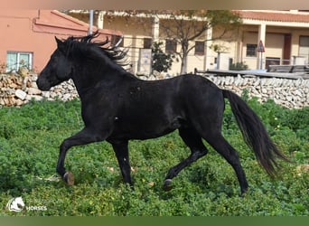 Menorquín, Semental, 10 años, 155 cm, Negro