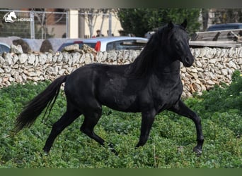 Menorquín, Semental, 10 años, 155 cm, Negro
