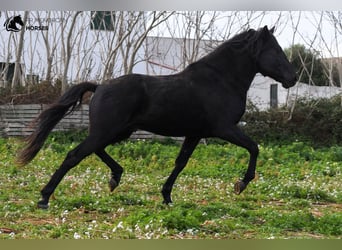 Menorquín, Semental, 10 años, 159 cm, Negro