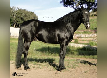 Menorquín, Semental, 10 años, 165 cm, Negro