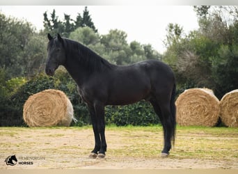 Menorquín, Semental, 12 años, 156 cm, Negro