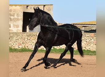 Menorquín, Semental, 12 años, 157 cm, Negro