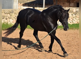 Menorquín, Semental, 12 años, 157 cm, Negro