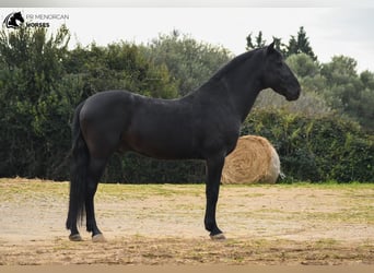 Menorquín, Semental, 13 años, 156 cm, Negro