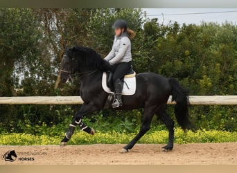 Menorquín, Semental, 13 años, 156 cm, Negro