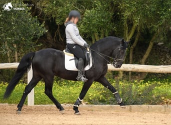 Menorquín, Semental, 13 años, 156 cm, Negro