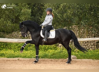 Menorquín, Semental, 13 años, 156 cm, Negro