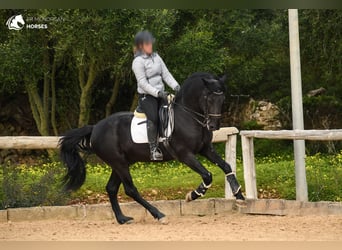 Menorquín, Semental, 13 años, 156 cm, Negro