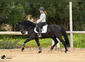 Menorquín, Semental, 13 años, 156 cm, Negro