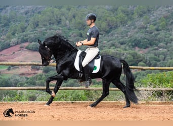 Menorquín, Semental, 14 años, 155 cm, Negro