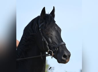 Menorquín, Semental, 15 años, 155 cm, Negro