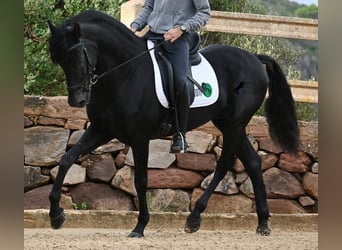 Menorquín, Semental, 15 años, 155 cm, Negro