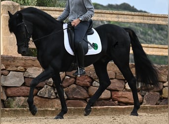 Menorquín, Semental, 15 años, 155 cm, Negro
