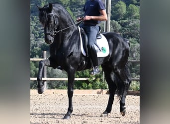 Menorquín, Semental, 15 años, 155 cm, Negro