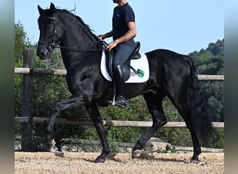 Menorquín, Semental, 15 años, 155 cm, Negro