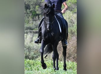 Menorquín, Semental, 15 años, 155 cm, Negro