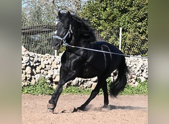 Menorquín, Semental, 15 años, 160 cm, Negro