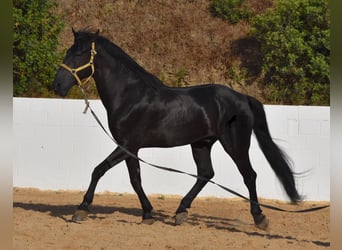 Menorquín, Semental, 15 años, 164 cm, Negro