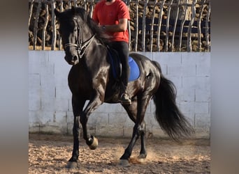 Menorquín, Semental, 15 años, 164 cm, Negro