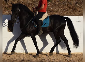 Menorquín, Semental, 15 años, 164 cm, Negro